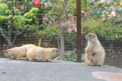 宅録→打ち合わせ